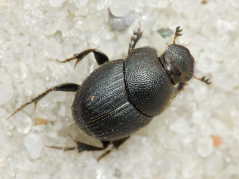 Onthophagus (Palaeonthophagus) ovatus (Linnaeus, 1767)